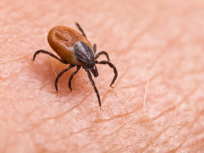 Researchers May Have Found a Perfect Treatment Method for Lyme Disease