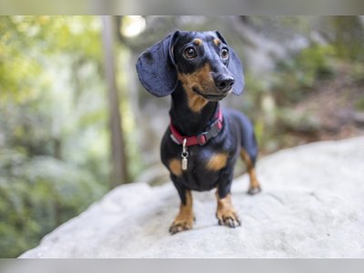 Germany Considers Banning the Breeding of Dachshunds Under New Animal Welfare Law