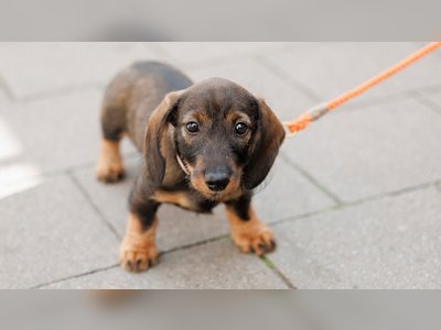 Germany Considers Banning the Breeding of Dachshunds Under New Animal Welfare Law
